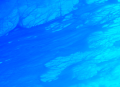 Marine Themes DEM